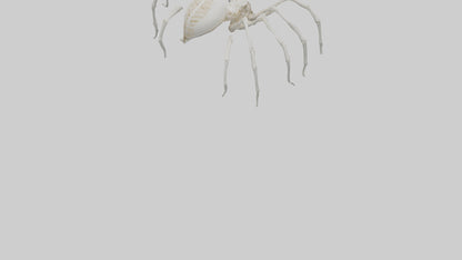 Spider Lily model 3D model