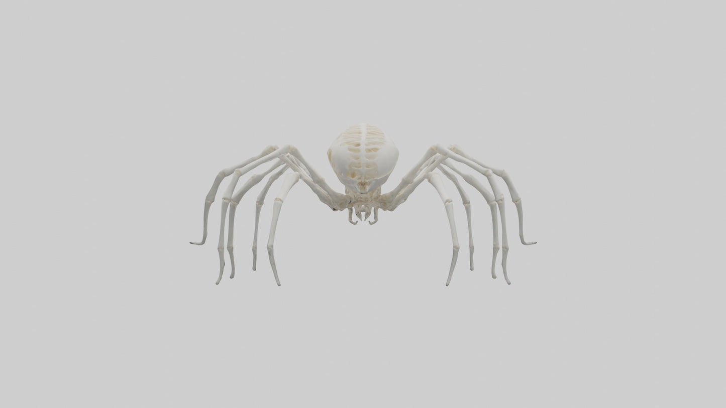 Spider Lily model 3D model
