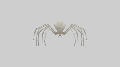 Spider Lily model 3D model