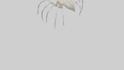 Spider Lily model 3D model