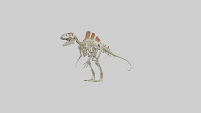 Spinosaurus Skeleton model 3D model