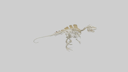 Spinosaurus Skeleton model 3D model