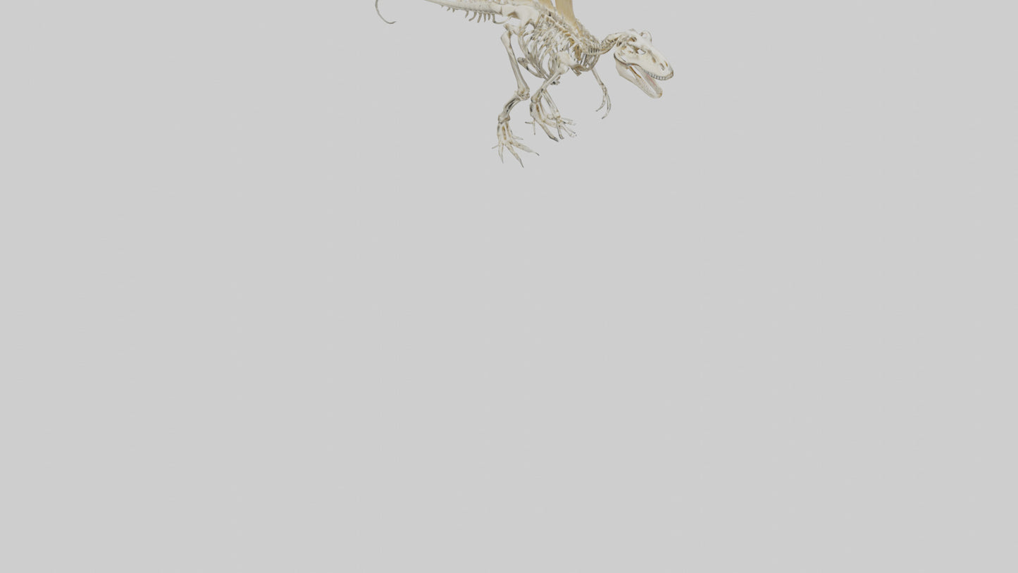 Spinosaurus Skeleton model 3D model