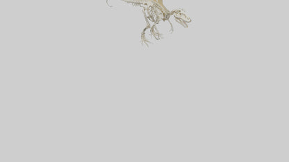 Spinosaurus Skeleton model 3D model