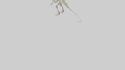 Spinosaurus Skeleton model 3D model