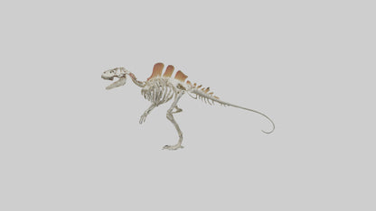 Spinosaurus Skeleton model 3D model
