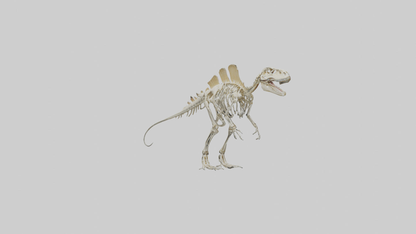 Spinosaurus Skeleton model 3D model