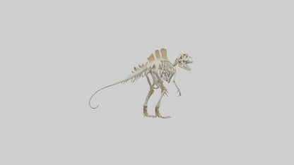 Spinosaurus Skeleton model 3D model