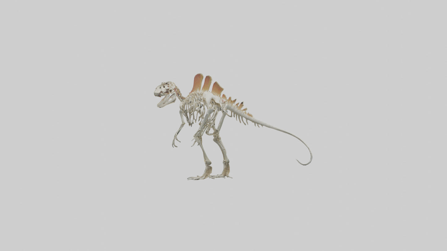 Spinosaurus Skeleton model 3D model