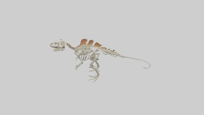 Spinosaurus Skeleton model 3D model