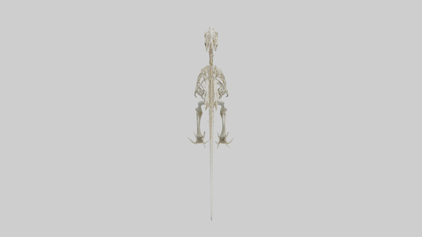 Spinosaurus Skeleton model 3D model