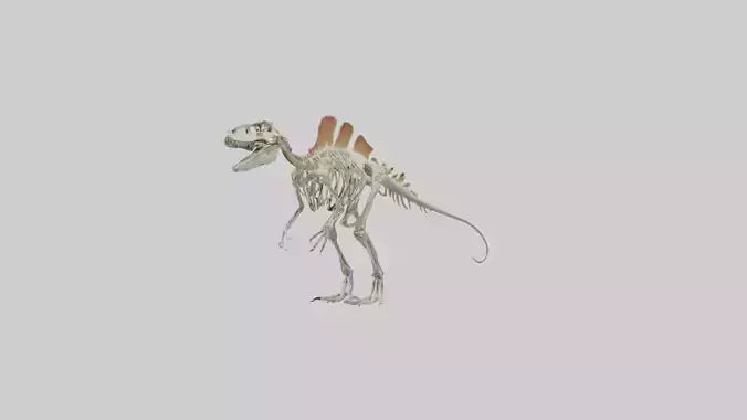 Spinosaurus Skeleton model 3D model