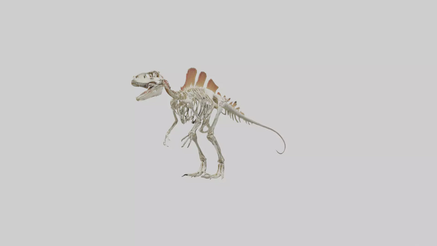 Spinosaurus Skeleton model 3D model