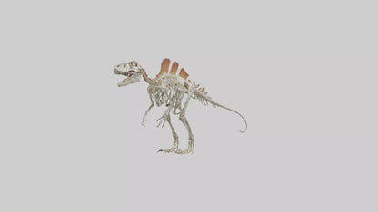 Spinosaurus Skeleton model 3D model