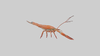 Spiny Lobster crawling model 3D model