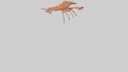 Spiny Lobster crawling model 3D model
