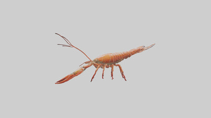 Spiny Lobster crawling model 3D model