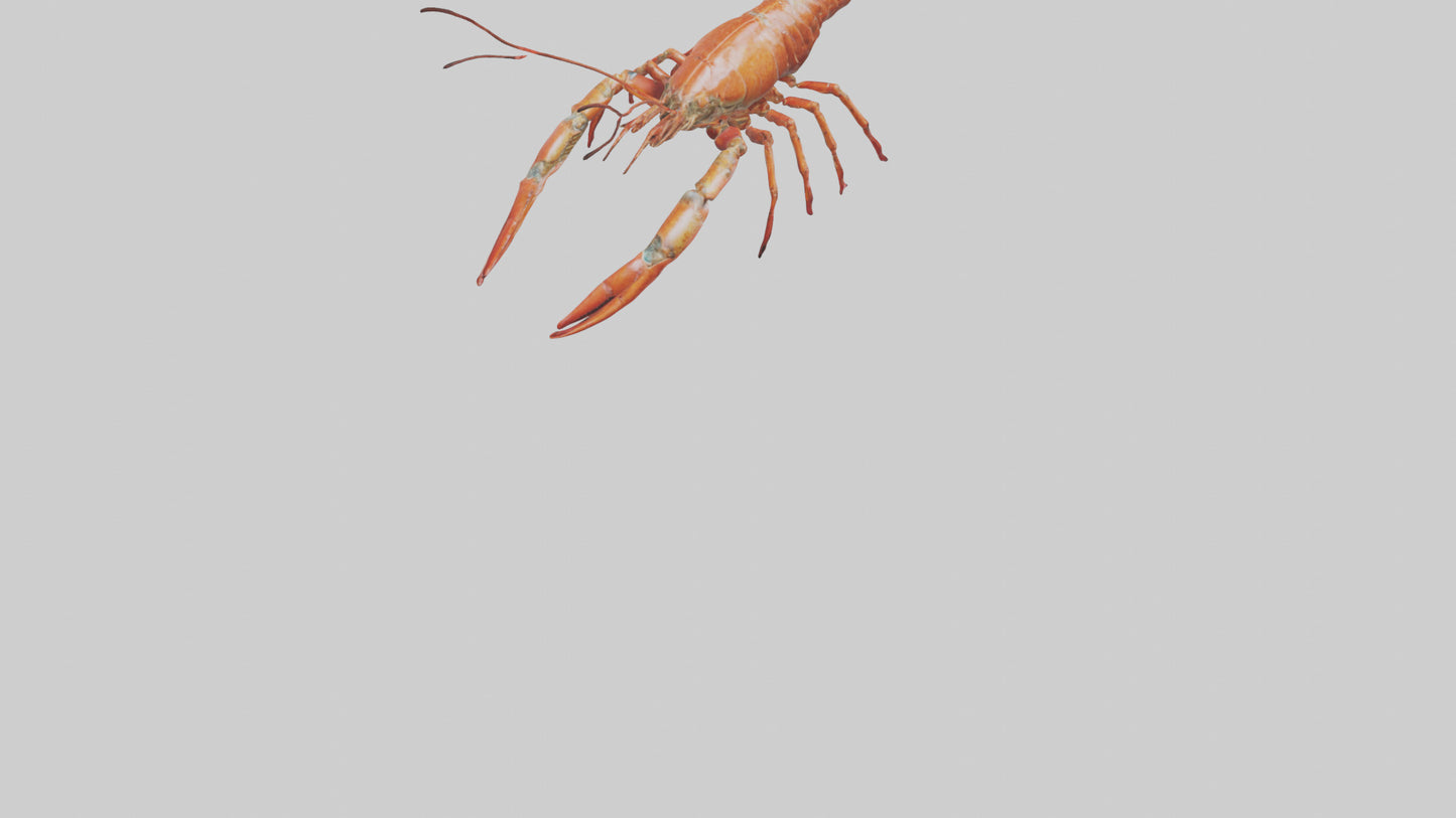 Spiny Lobster crawling model 3D model