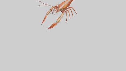 Spiny Lobster crawling model 3D model