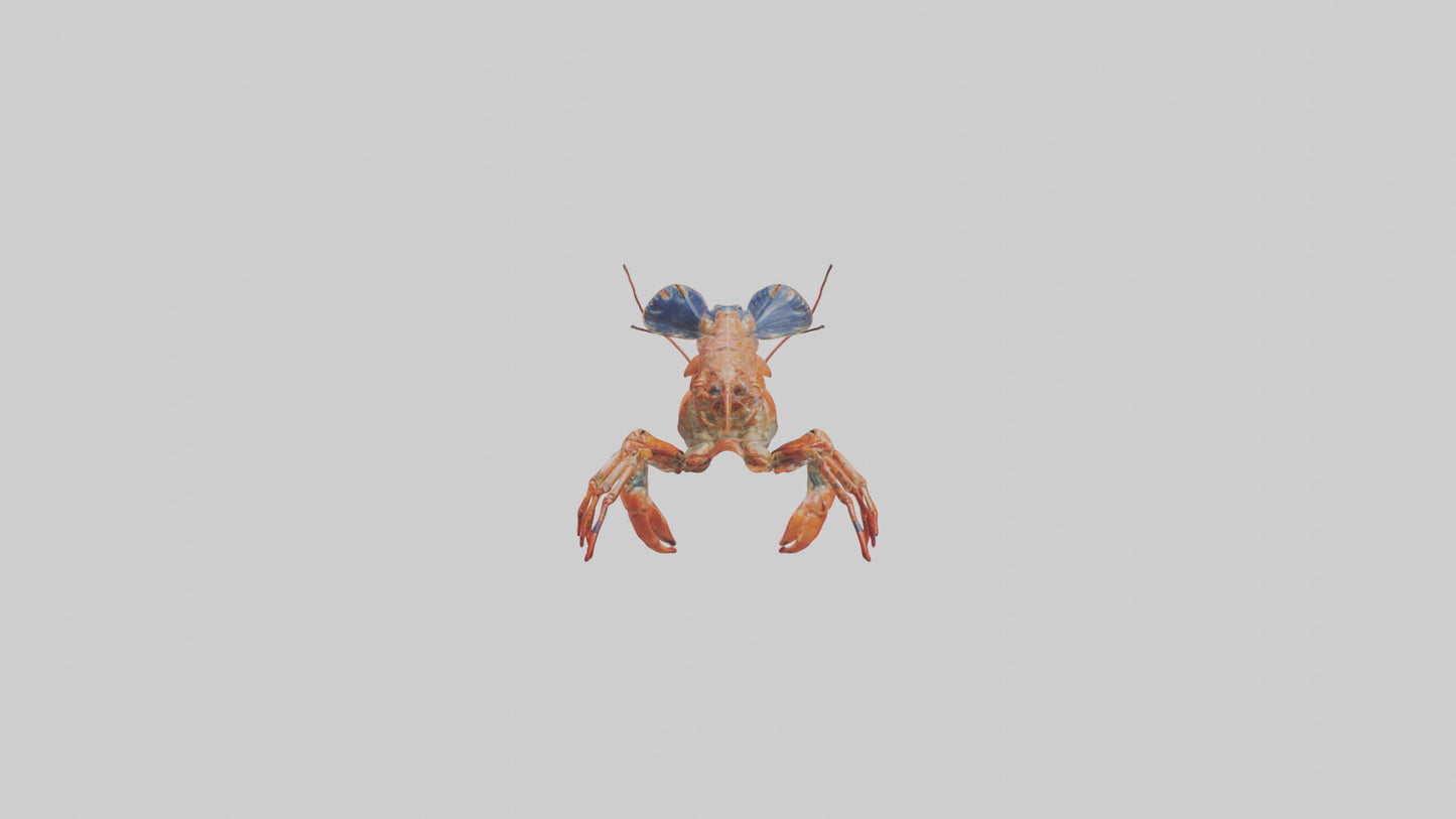 Spiny Lobster crawling model 3D model