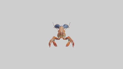 Spiny Lobster crawling model 3D model