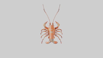Spiny Lobster crawling model 3D model