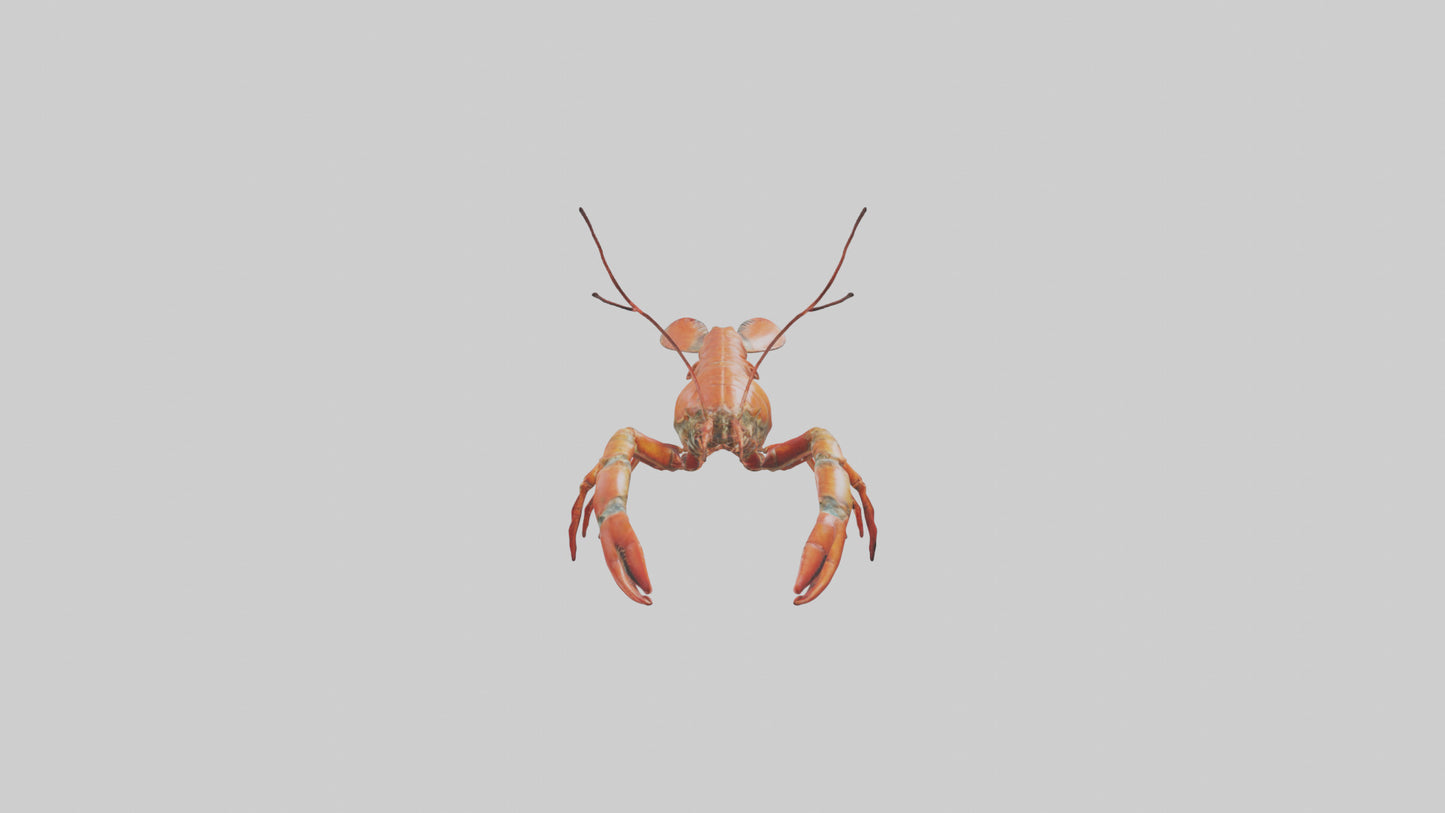 Spiny Lobster crawling model 3D model