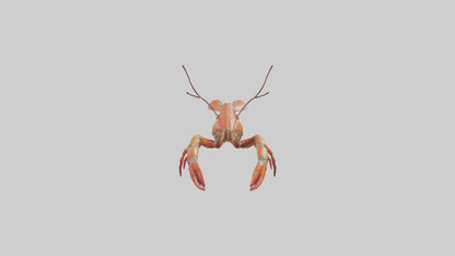 Spiny Lobster crawling model 3D model
