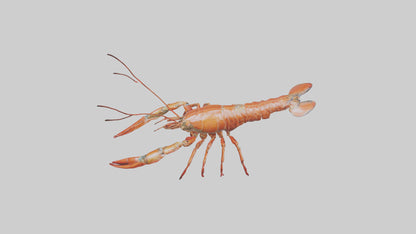 Spiny Lobster crawling model 3D model