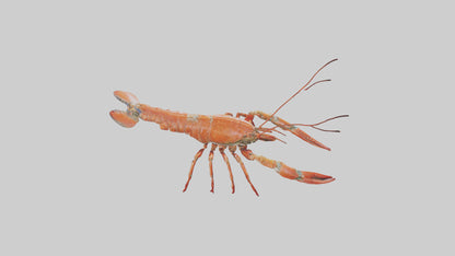 Spiny Lobster crawling model 3D model