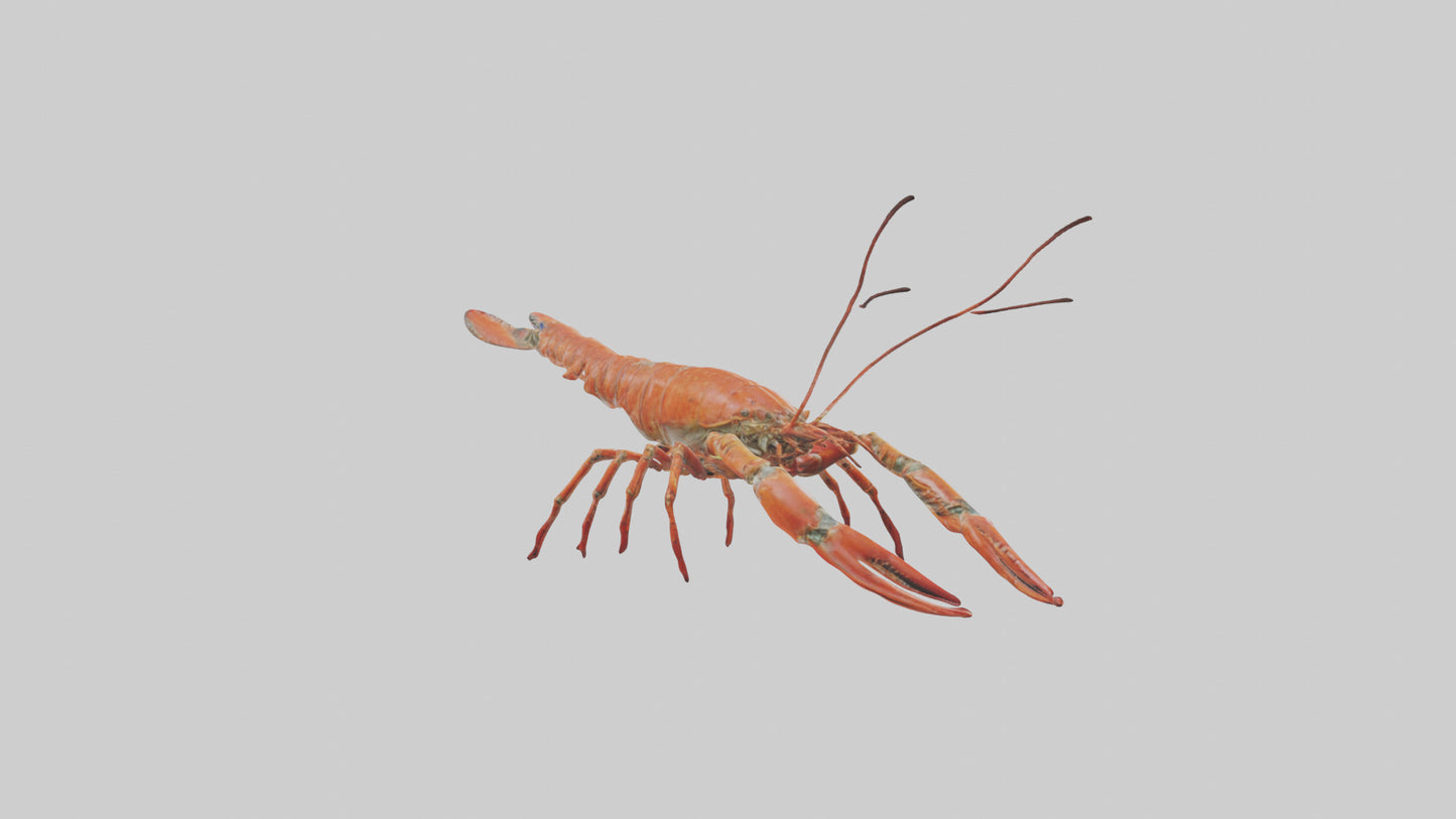 Spiny Lobster crawling model 3D model