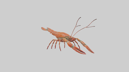 Spiny Lobster crawling model 3D model