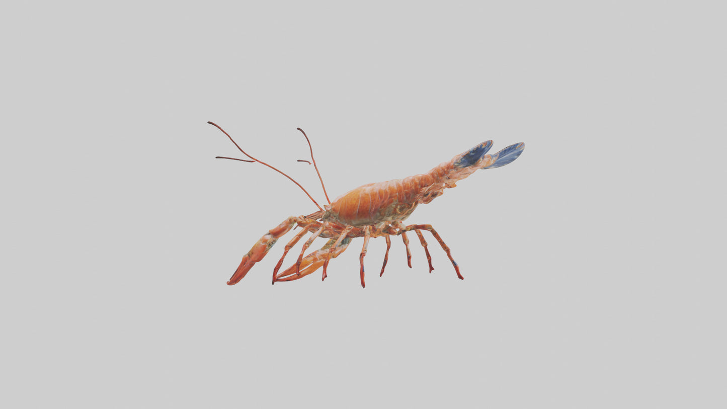 Spiny Lobster crawling model 3D model