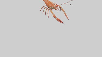 Spiny Lobster crawling model 3D model