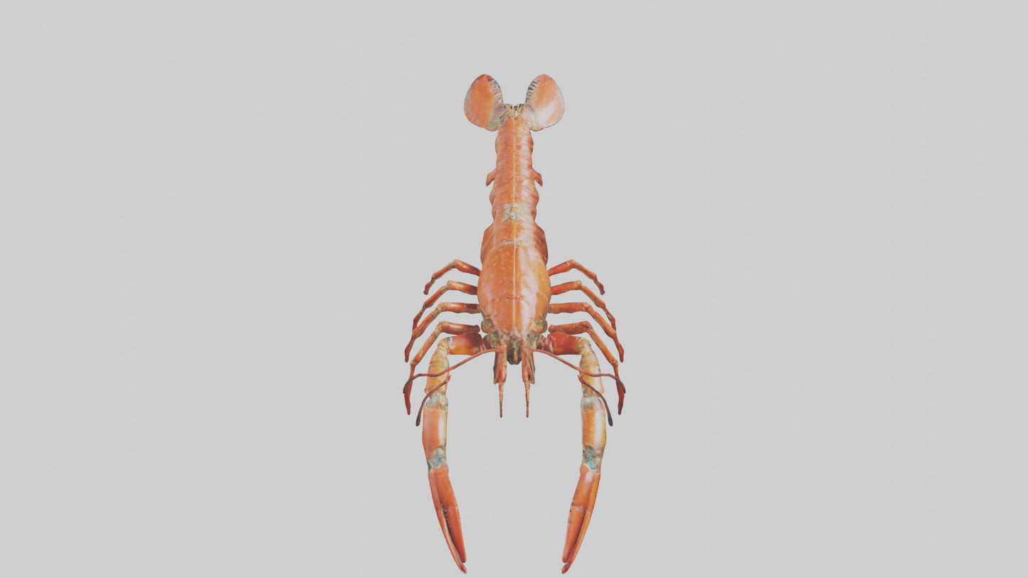 Spiny Lobster crawling model 3D model