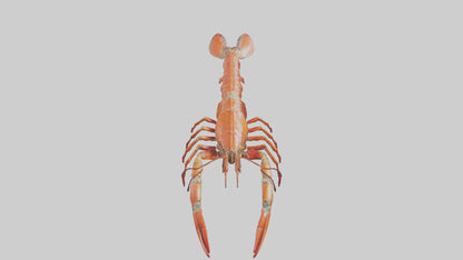 Spiny Lobster crawling model 3D model