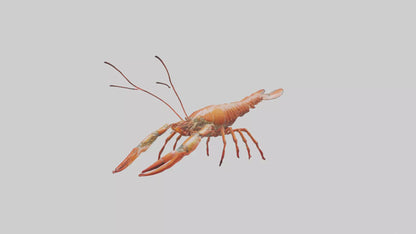 Spiny Lobster crawling model 3D model