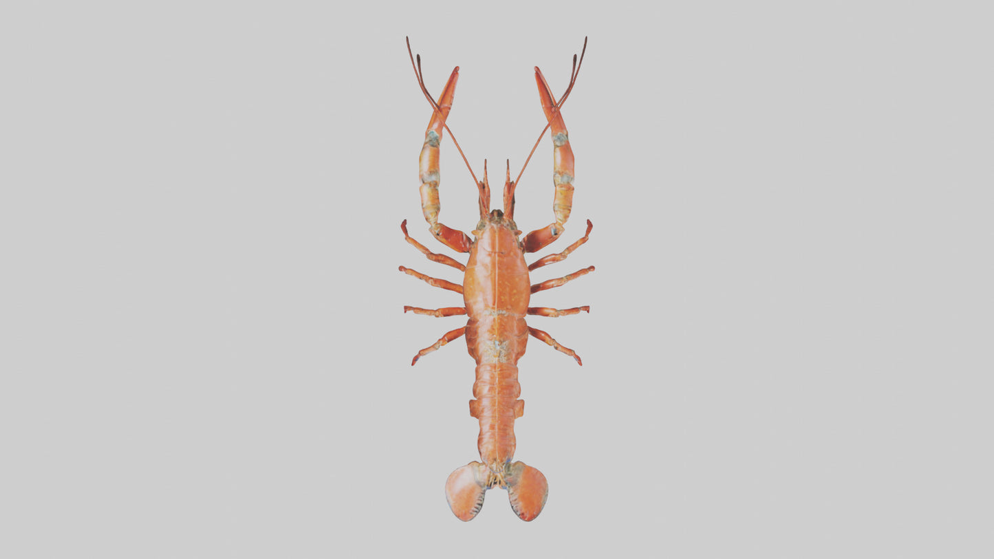 Spiny Lobster crawling model 3D model