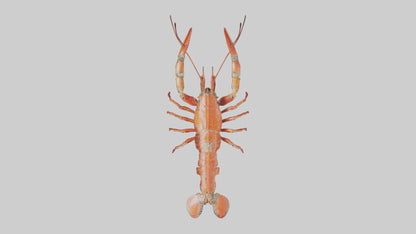 Spiny Lobster crawling model 3D model
