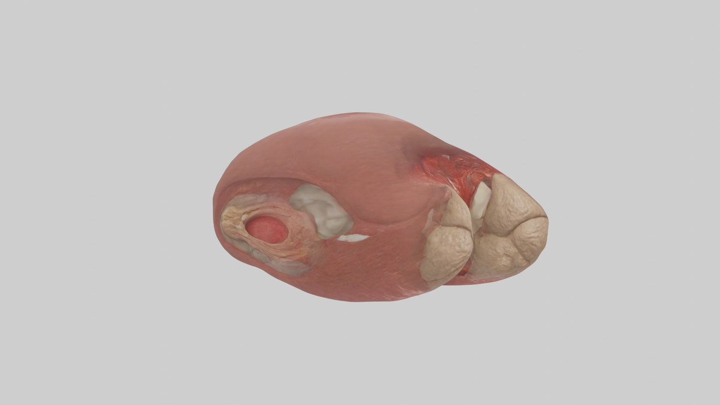 3D model Spleen Model 1 VR / AR / low-poly