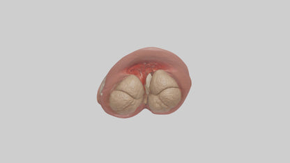3D model Spleen Model 1 VR / AR / low-poly