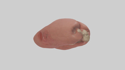 3D model Spleen Model 1 VR / AR / low-poly
