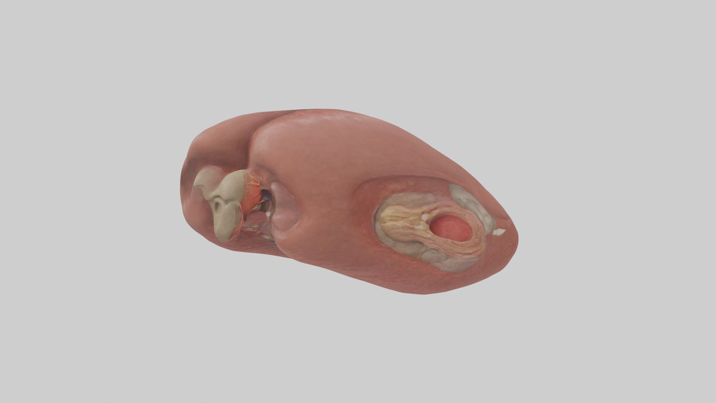 3D model Spleen Model 1 VR / AR / low-poly