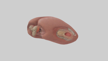 3D model Spleen Model 1 VR / AR / low-poly