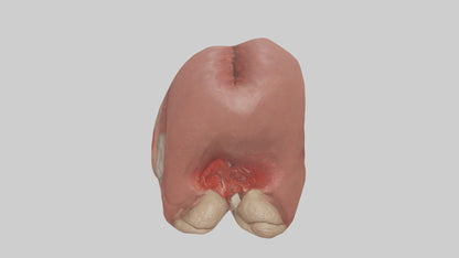 3D model Spleen Model 1 VR / AR / low-poly