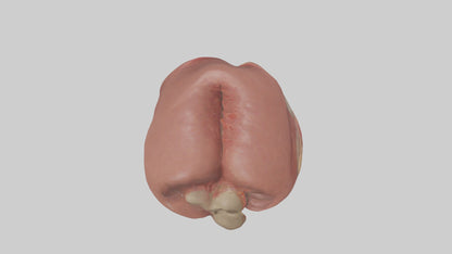 3D model Spleen Model 1 VR / AR / low-poly
