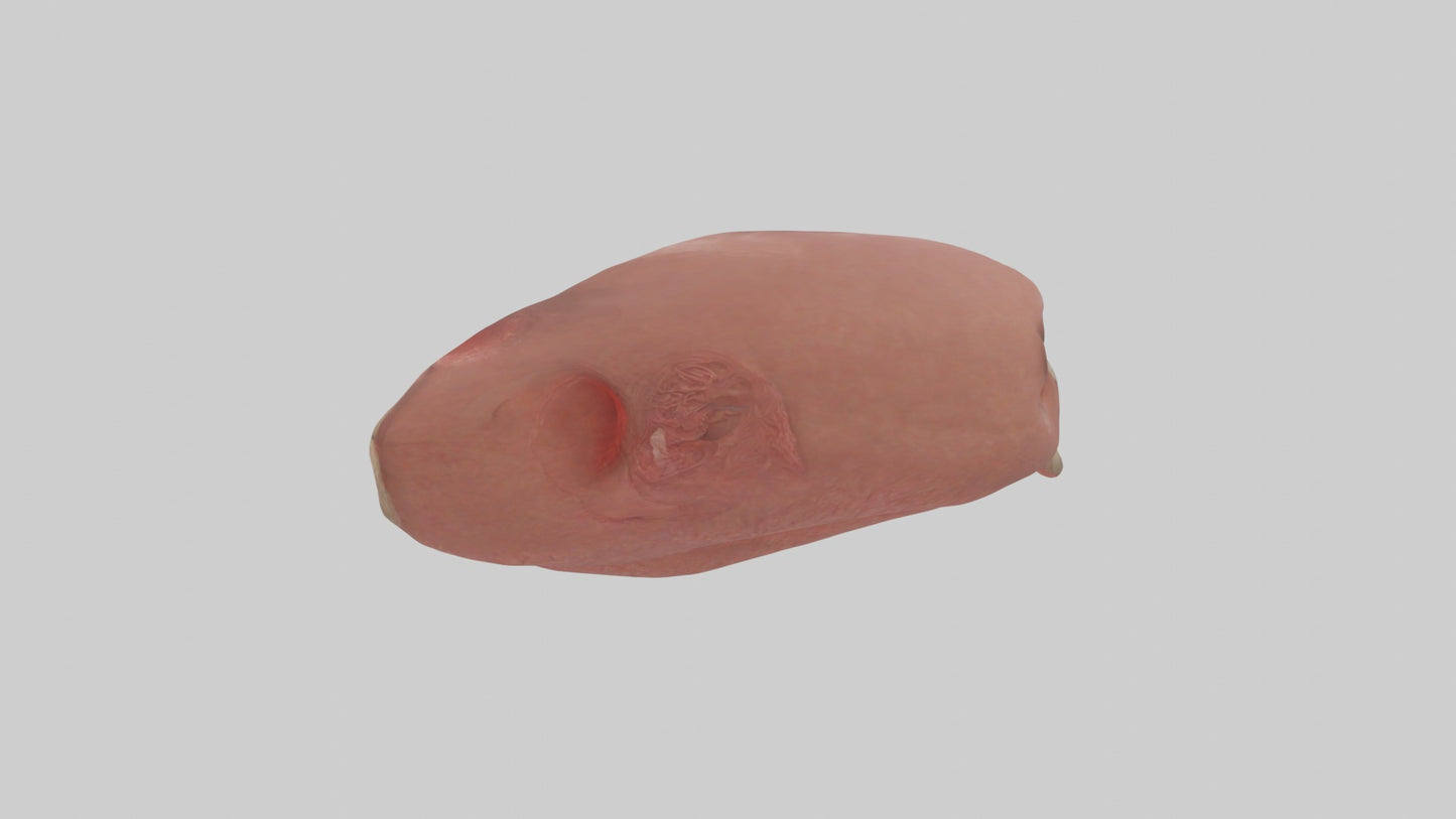 3D model Spleen Model 1 VR / AR / low-poly