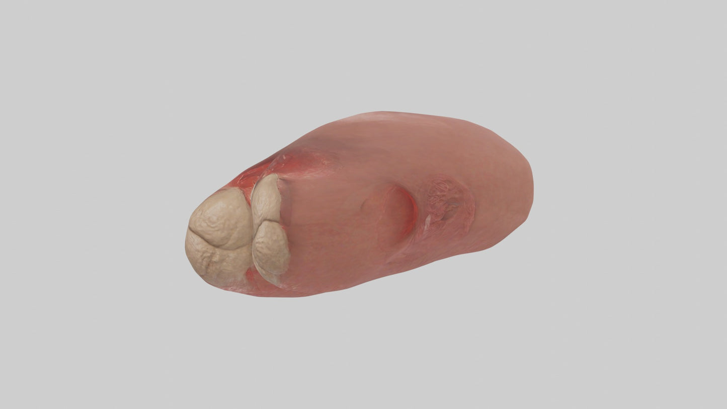 3D model Spleen Model 1 VR / AR / low-poly