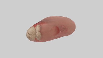 3D model Spleen Model 1 VR / AR / low-poly