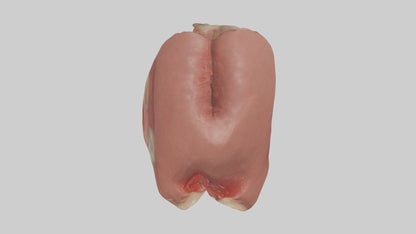 3D model Spleen Model 1 VR / AR / low-poly